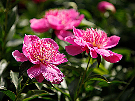 BOB体育APP产品展示三