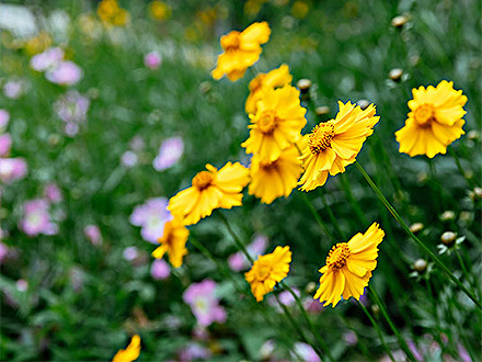 BOB体育APP种植基地三
