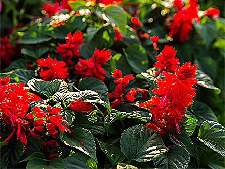 BOB体育APP种植基地四